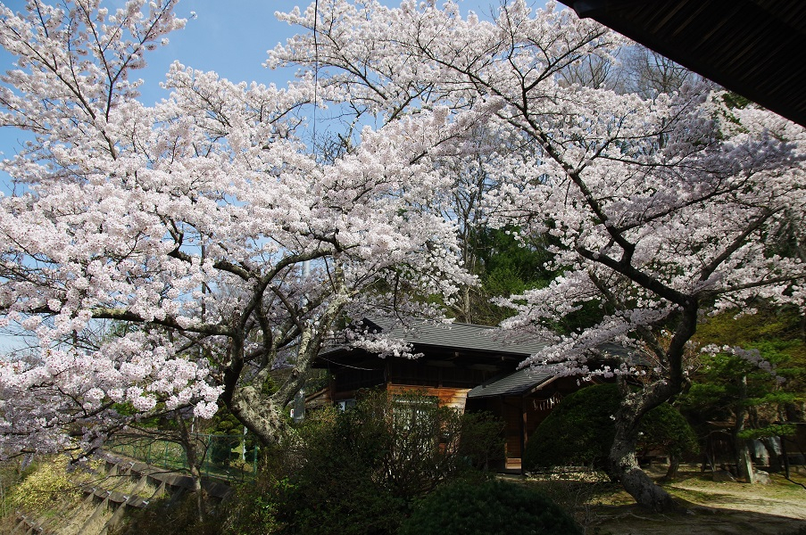 田村大元神社の桜