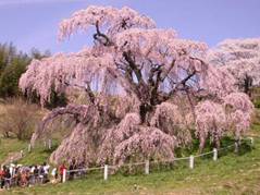 三春滝桜(みはるたきざくら)の写真