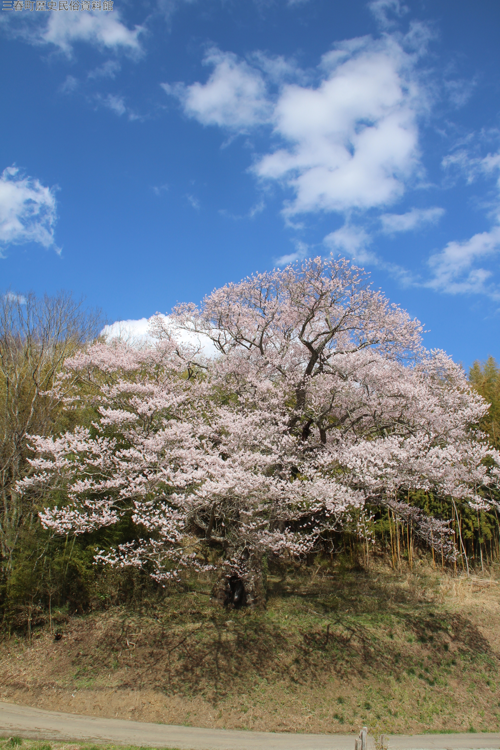 三春町の文化財 南成田の大桜 | 歴史民俗資料館 | 三春町ホームページ