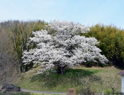 南成田の大桜
