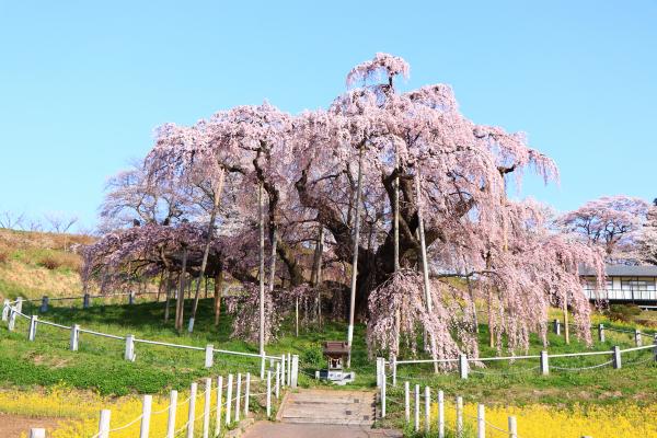 滝桜