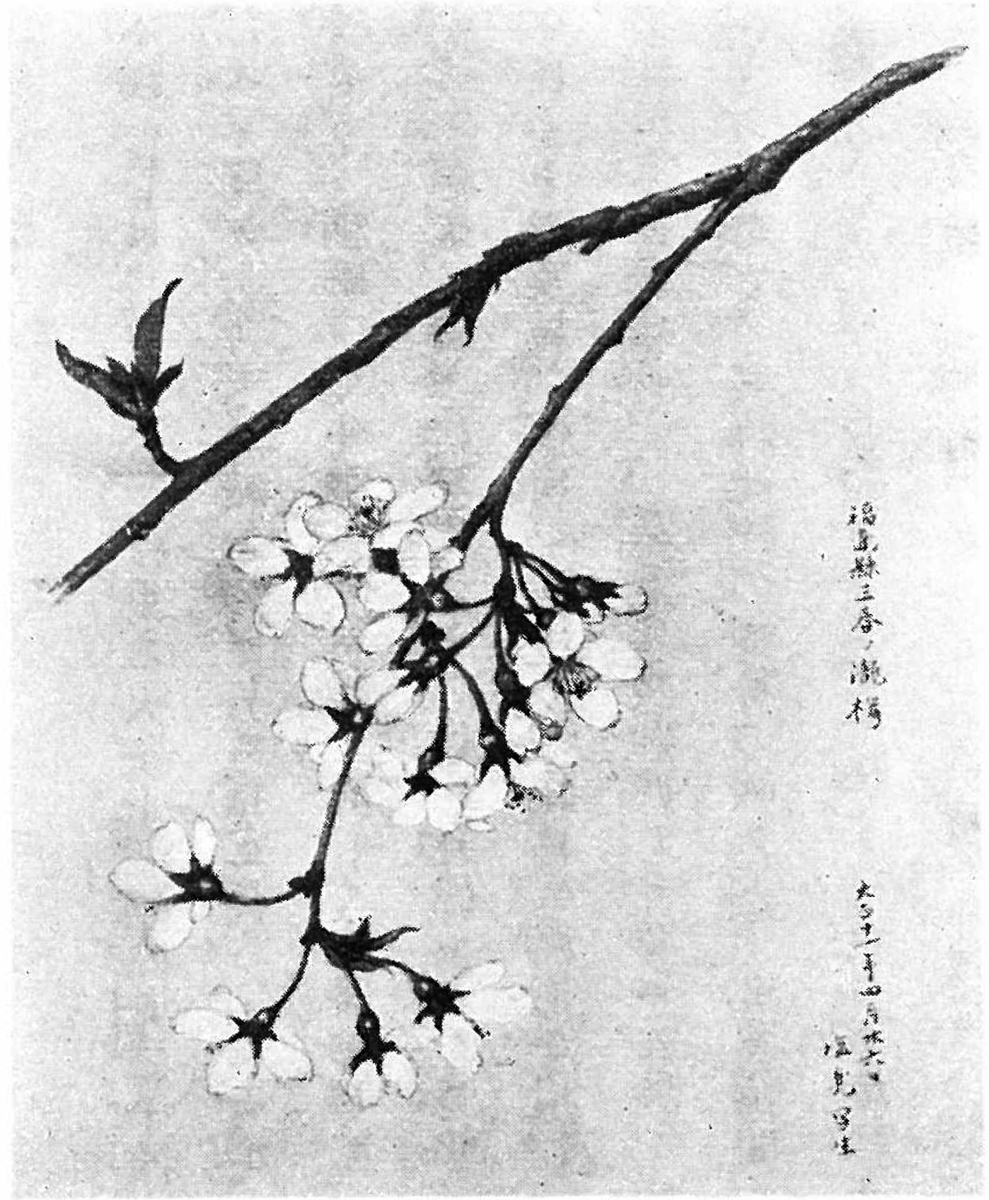 滝桜の図