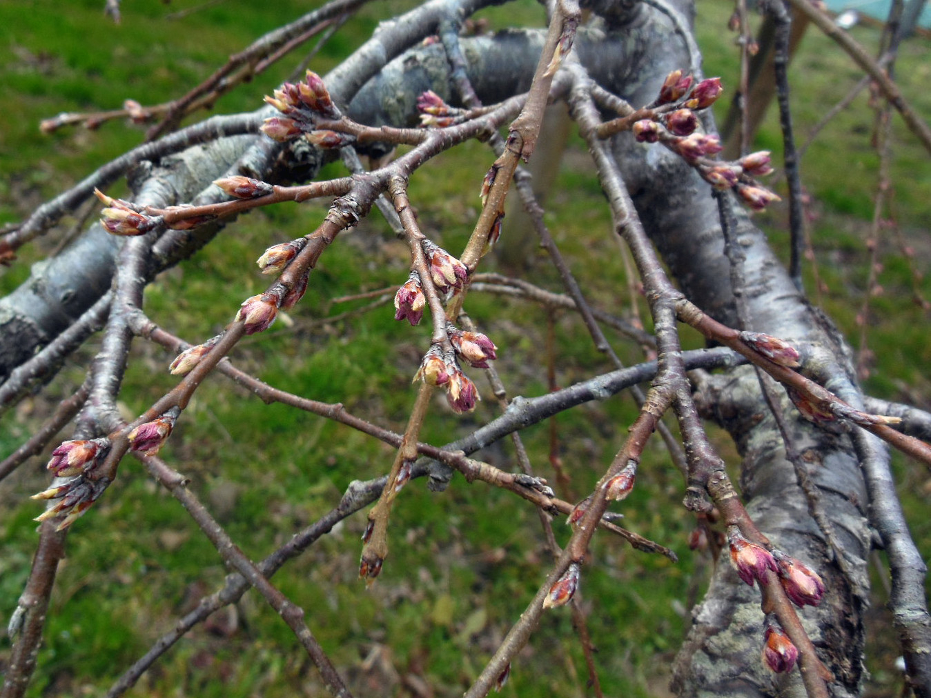 滝桜の大きさと成長