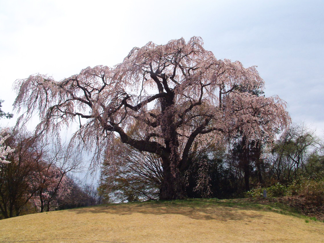 八十内公園のかもん桜