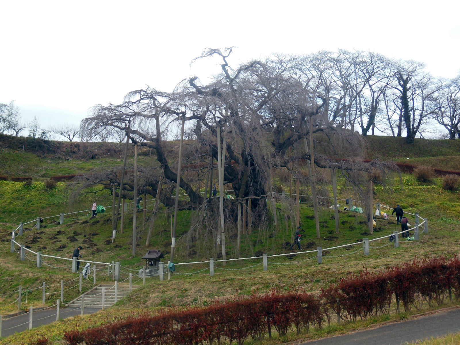 滝桜保存会による施肥作業