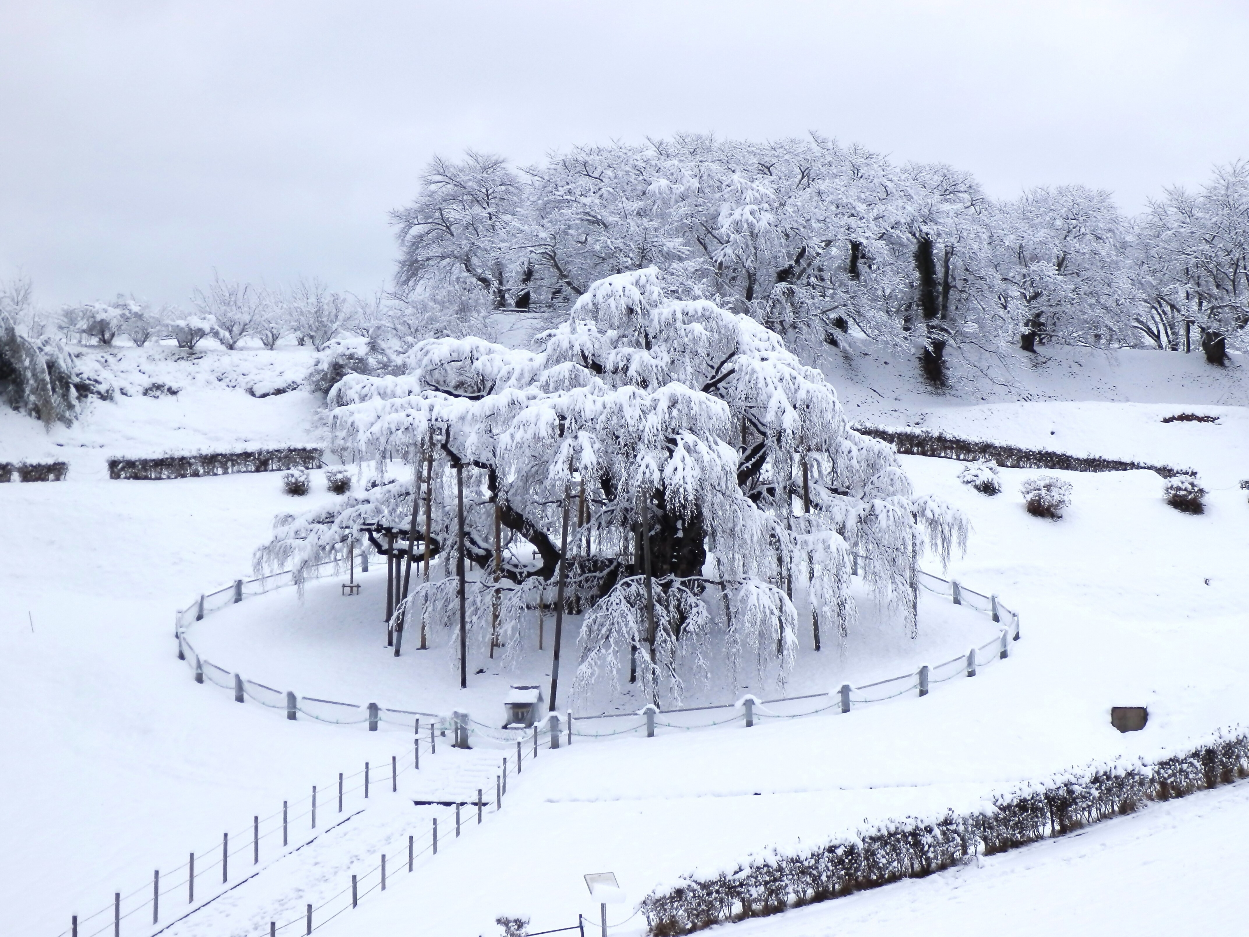 44_45_2025.03.03 三春 冠雪の滝桜ー1