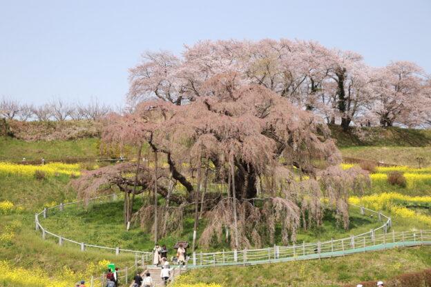 4月11日　葉桜
