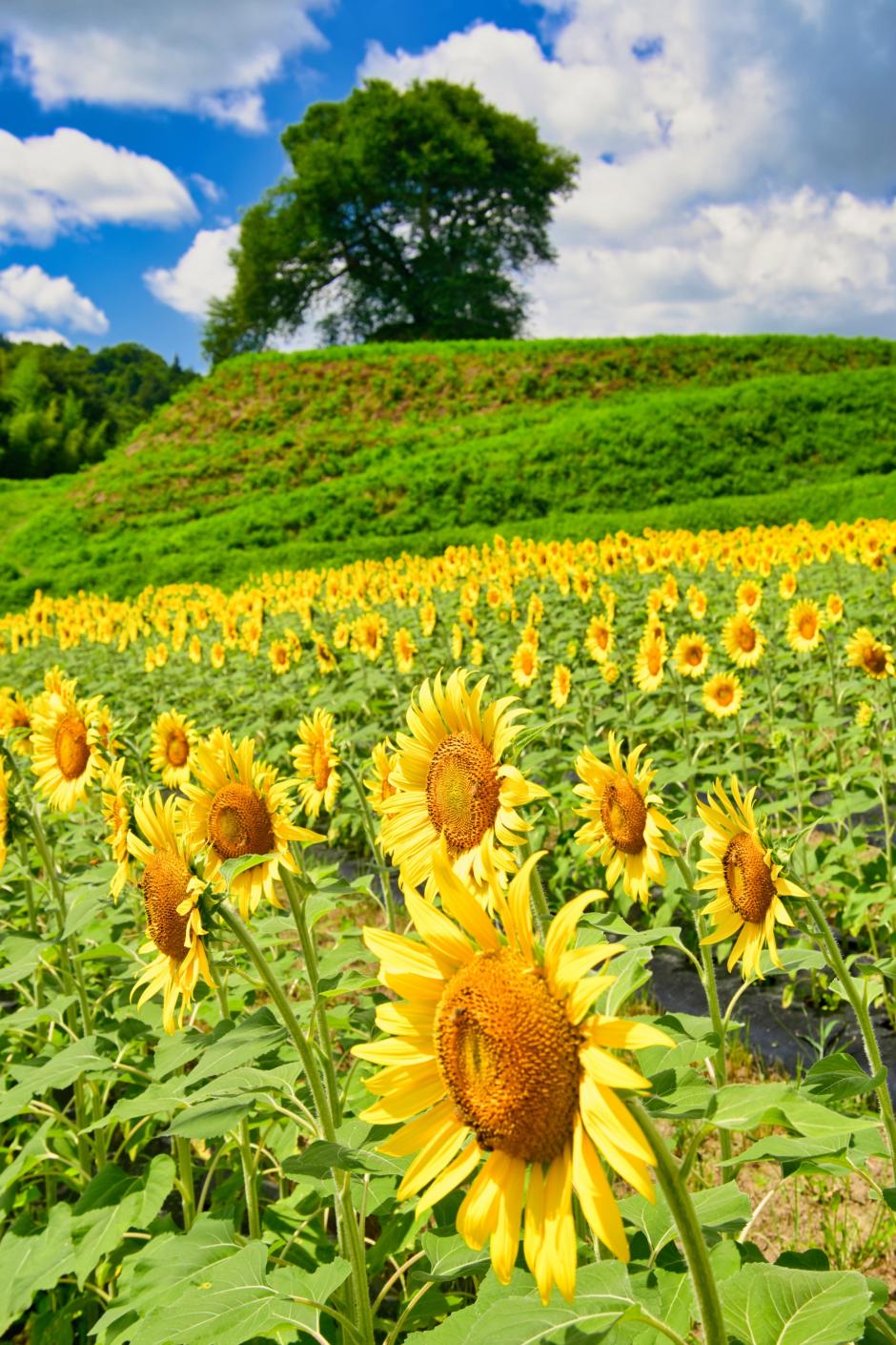 48_45_DSC_0803 (2025-08-03T04_55_26.478)