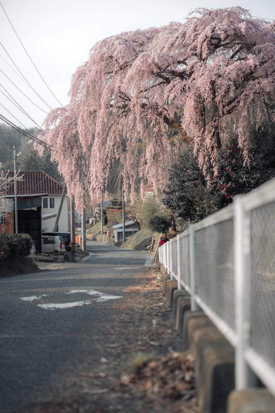 131_45_C559F00B-2245-4E47-A1F7-2E1B2044C4B5DSC_0786-1