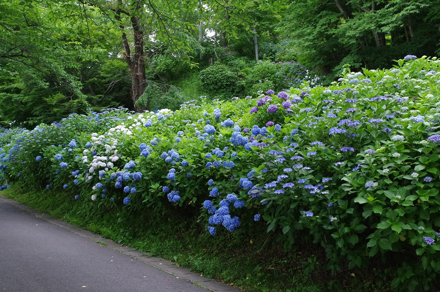 お城山のアジサイ（駐車場付近）