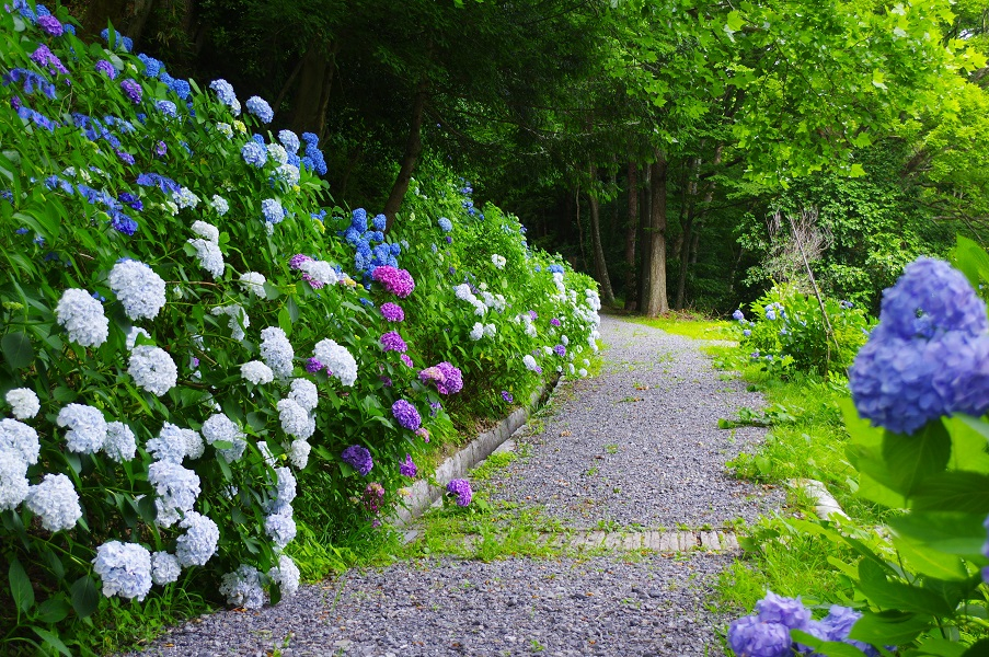 お城山のアジサイ（東舘散策路に続く小径）