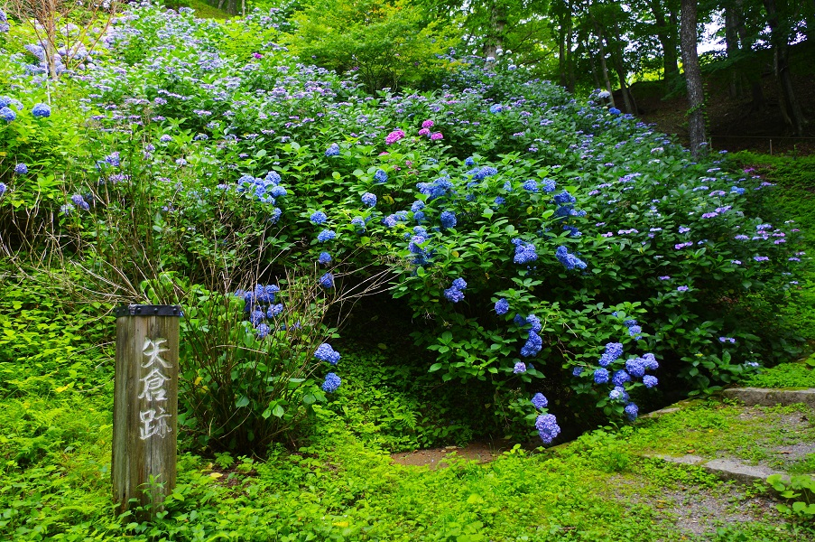 お城山のアジサイ（矢倉跡）