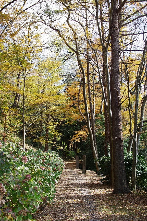 秋の城山公園（縦堀付近）