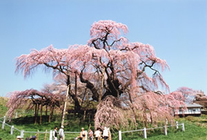 満開時の三春滝