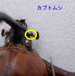 カブトムシの写真