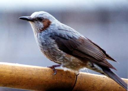 さくら湖周辺の野鳥 ヒヨドリ 三春町ホームページ