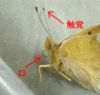 チョウの口・触覚の写真