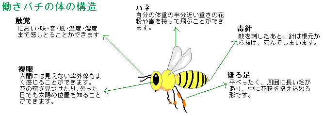働きバチの体の構造の画像