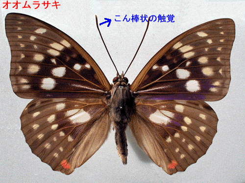 オオムラサキの写真