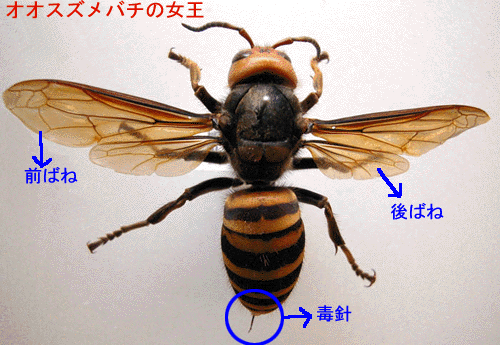 オオスズメバチの写真