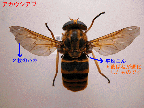 アカウシアブの写真