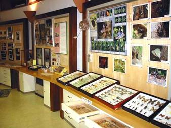 展示室（1F）の写真