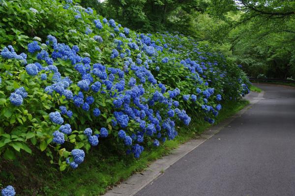 児童公園付近のアジサイ