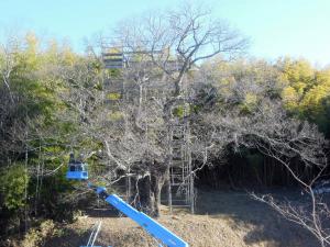 南成田の大桜