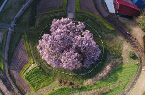 sakura