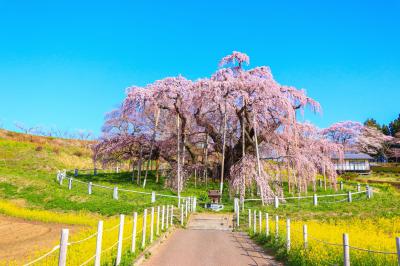 滝桜