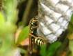 フタモンアシナガバチの写真