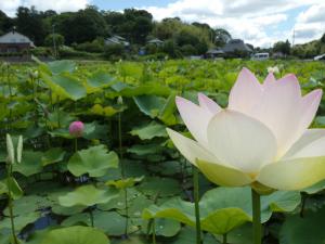 蓮の花